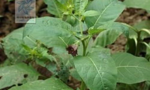 蜂腊功效网 - 网站提供蜂腊功效和作用小常识、蜂腊功效与作用及食用方法
